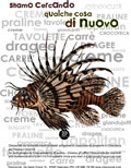cioccolato nuovo